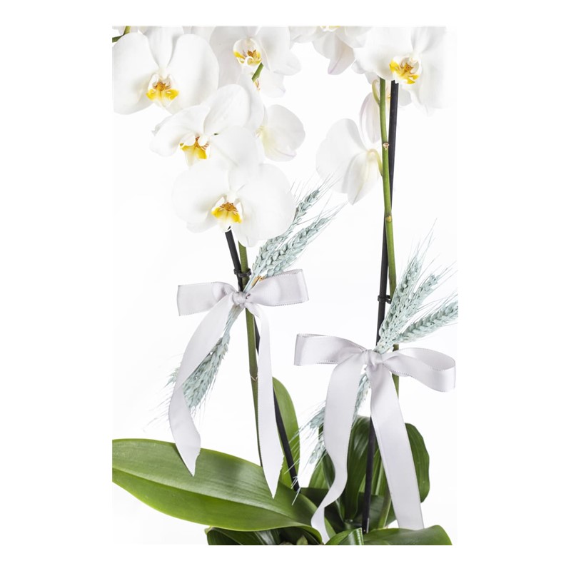 Premium Orchid Garden