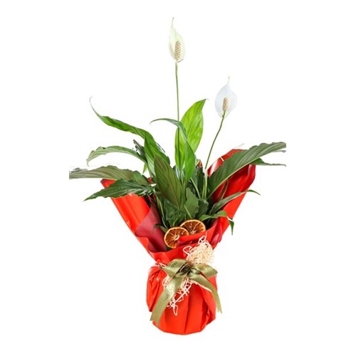 Aplently Saksı Spathifilyum Çiçeği