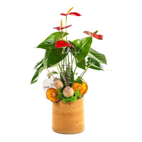 Autumn Anthurium