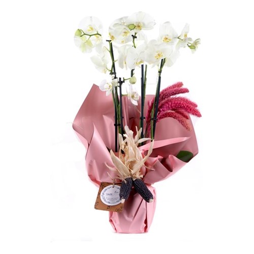 Be Happy 3 Dallı Orkide