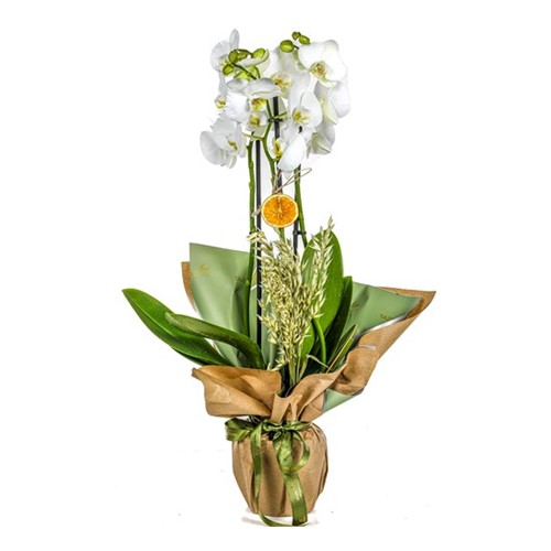 Believe - 3 Dal Orkide