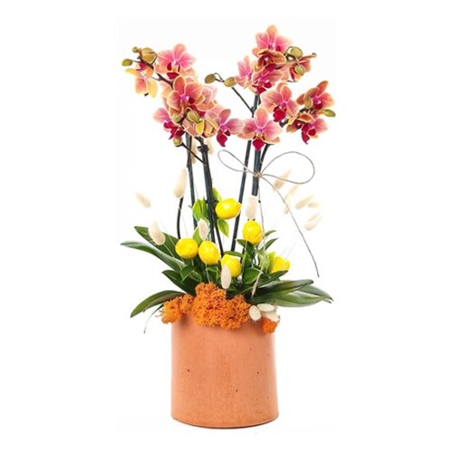 Best Wishes Possibility