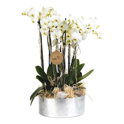 Big Dream 10 Dal Orkide