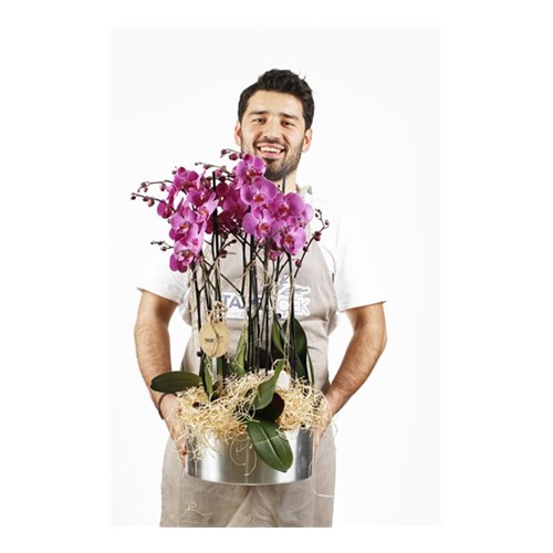 Big Happiness 8 Dal Orkide
