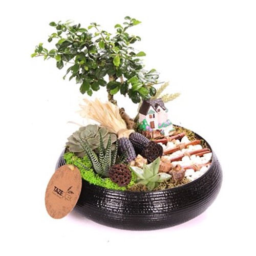Black Design Bonsai Teraryum