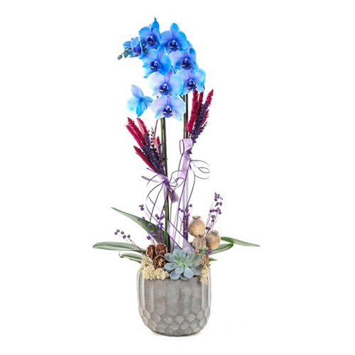 Blue Spirit Mavi Orkide