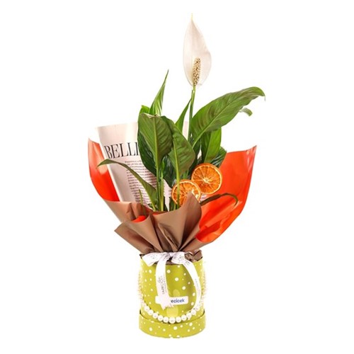 Calm Spring Barış Çiçeği