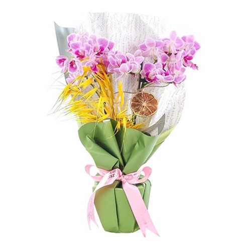 Caring Touch & Best Orkide