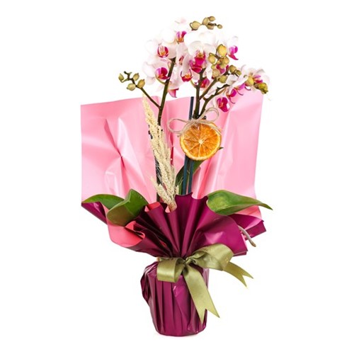 Compassionate Wishes Orkide