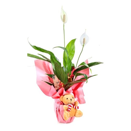 Cool Spring Spathifilyum Çiçeği