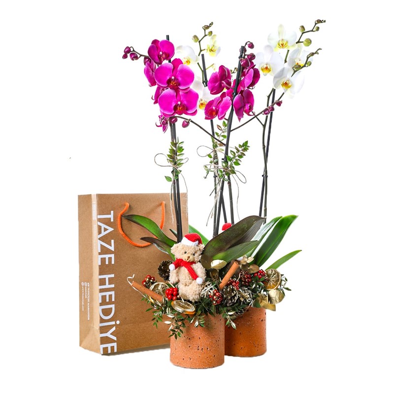 Couple Goals Gift Orchid I Taze Çiçek