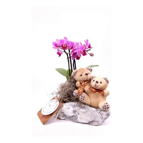 Couple Sweet Bear Orkide