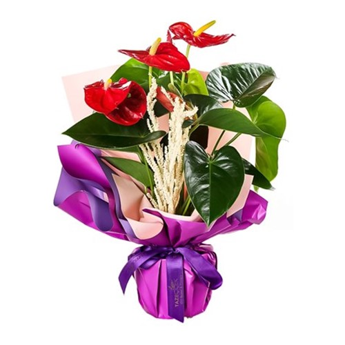 Crimson Saksı Antoryum Çiçeği