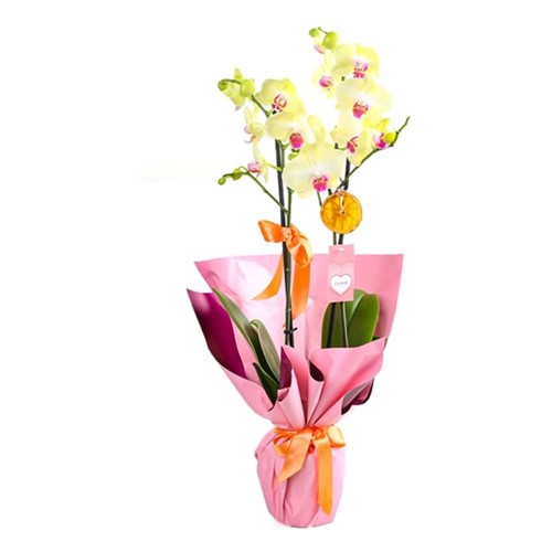 Dance of Butterflies