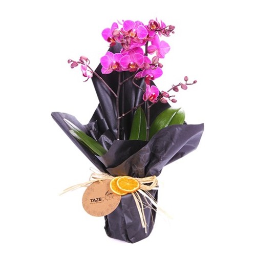 De Paris Mini Orkide