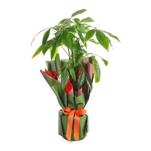 Delicate Green Pachira & Para Çiçeği