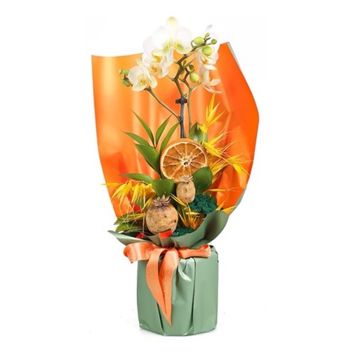 Delicate Hues Orkide Aranjmanı