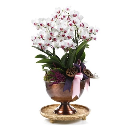 Deluxe Pink & White Orchid