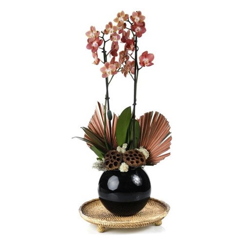 Deluxe Quality Orchid