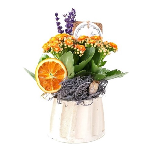 Desert Beauty Kalanchoe