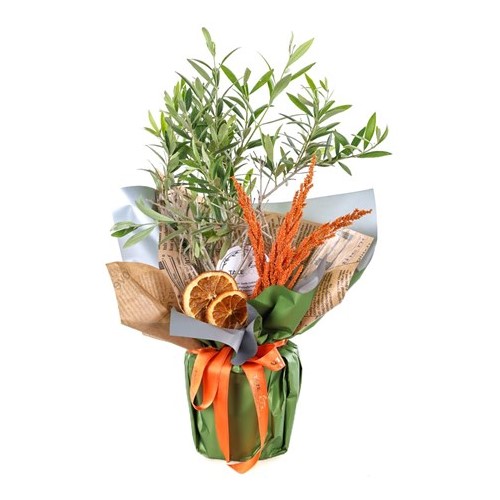 Doğa Mucizesi Zeytin Ağacı 40cm