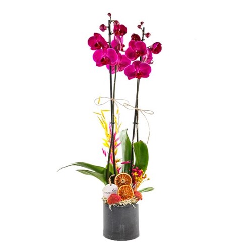 Double Feelings Çift Dal Mor Orkide