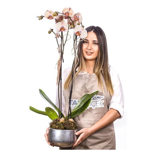 Double Hot Orkide Çiçeği