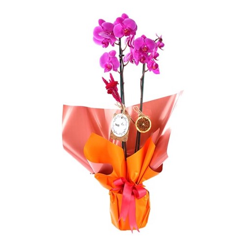 Double Smile Purple Orkide