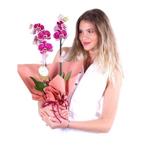 Double Sweet Purple Orkide