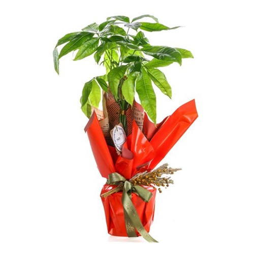 Fresh Pachira & Para Çiçeği