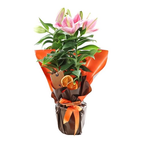 Garden of Joy Lilyum Çiçeği