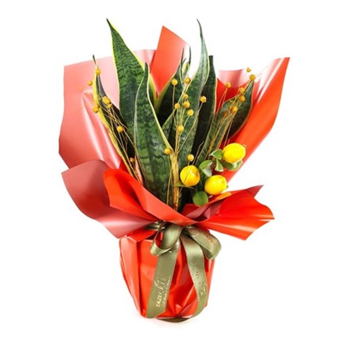 Green Sentinel Paşa Kılıcı