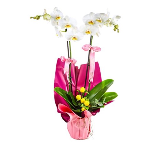 Harvest White Orkide