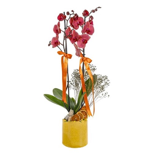 I Wish For You Best Orkide