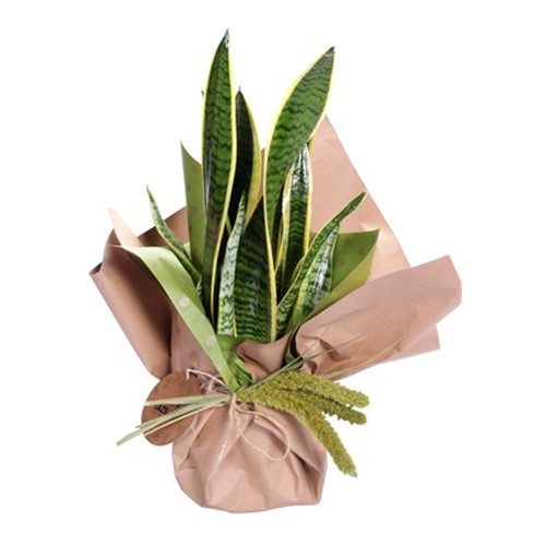 Kinoa Saksı Çiçeği