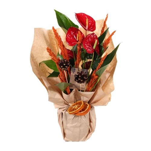 Little Garden Antoryum