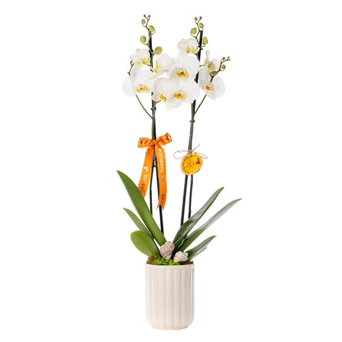 Luxe Velvet White Orkide