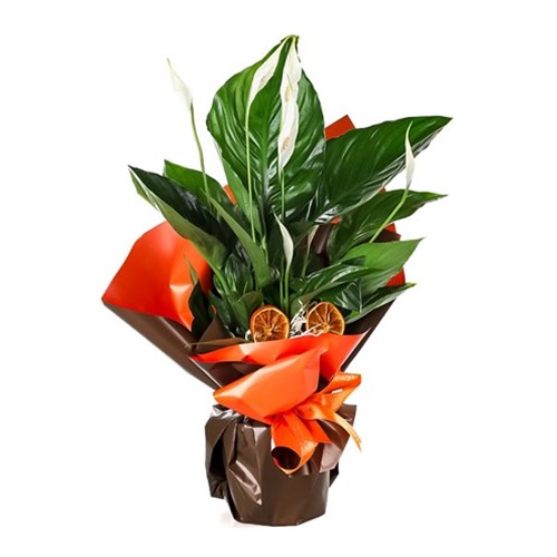 Melody Saksı Spathifilyum Çiçeği