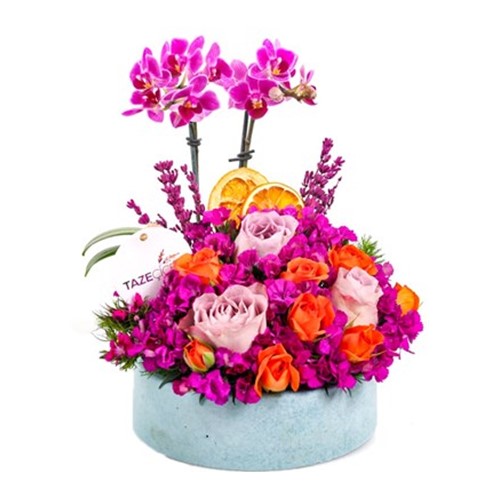 Missy Orkide Arajmanı