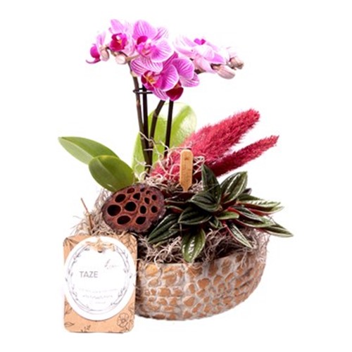 Mixed Planet Teraryum