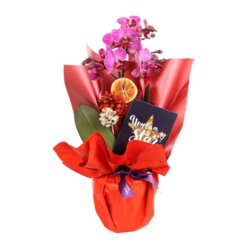 My Star Christmas Orkide