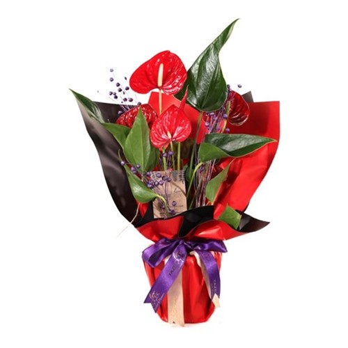 Nature Blend Antoryum Çiçeği