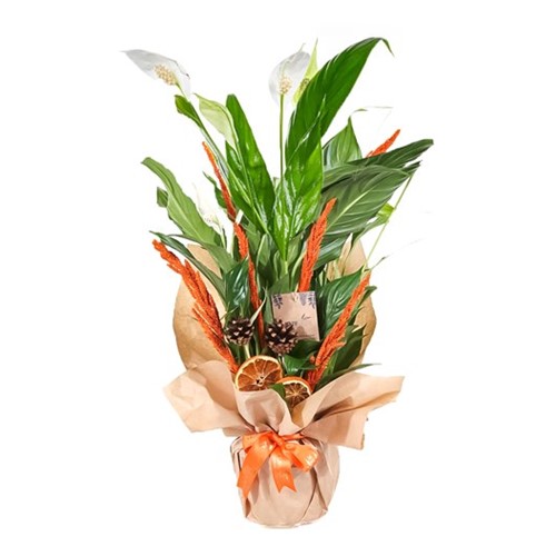 Nature Reflection Spathifilyum Çiçeği