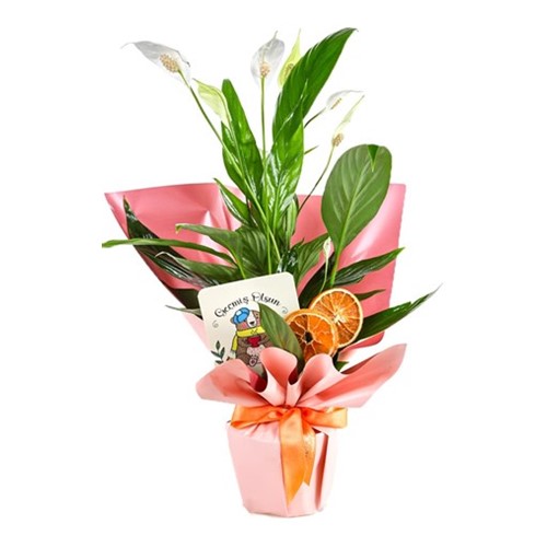 Natures Grace: Spathiphyllum