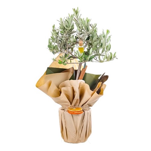 Natures Heritage Zeytin Ağacı