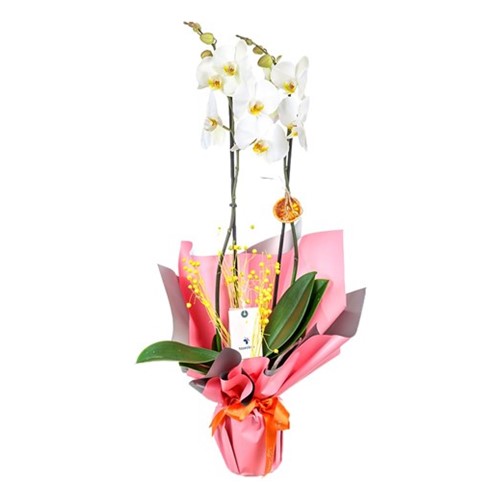 Natures Masterpiece Orkide