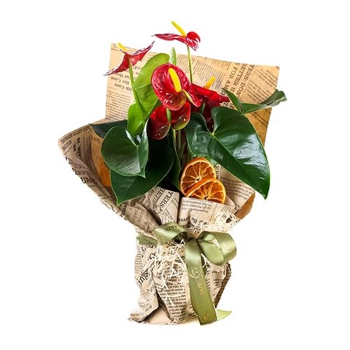 Nostalgic Memories Saksı Antoryum Çiçeği