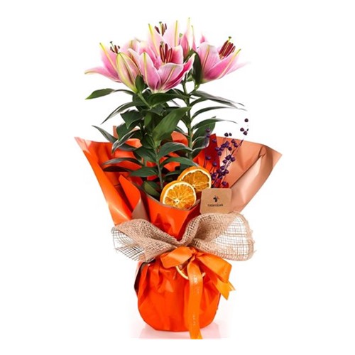 Orange Feelings Pembe Saksı Lilyum