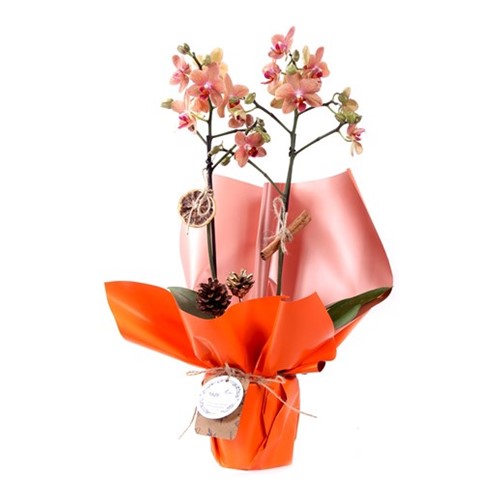 Orange Festive Christmas Orkide