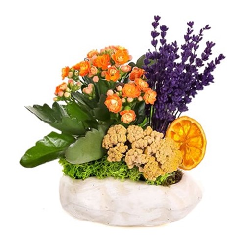 Orange Kalanchoe Dream